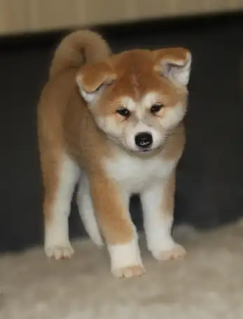 Породистые Щенки японской акита-ину, фотография 4