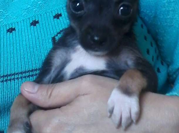 Той-терьер, фотография 8