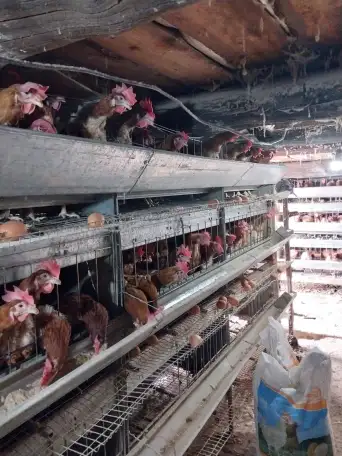 Оборудование для содержания кур несушек, фотография 2