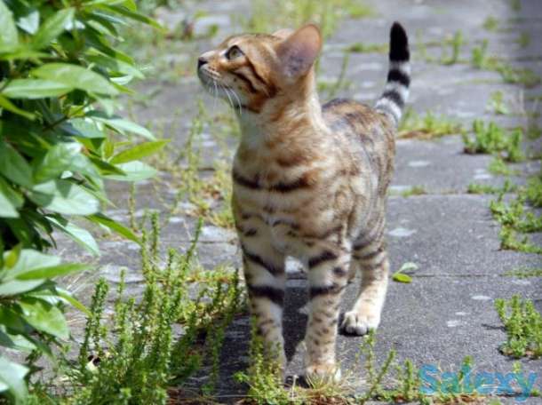 Котята бенгальские, фотография 2