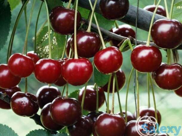 Вишня волочаевская, фотография 1