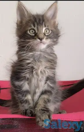 Котята мейн кун из питомника, фотография 7