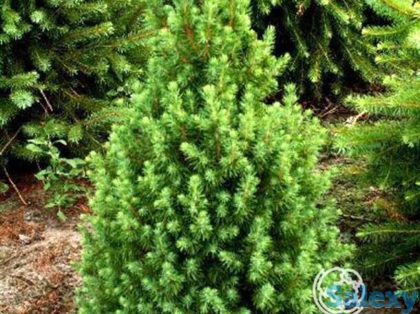 Ель канадская коника, фотография 1