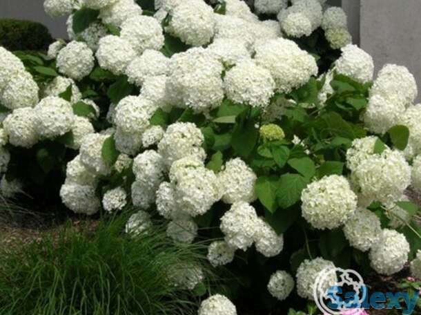 Гортензия анабель, фотография 1