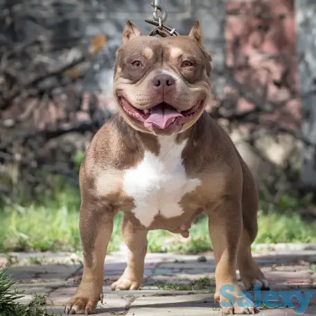 Американский булли, фотография 6