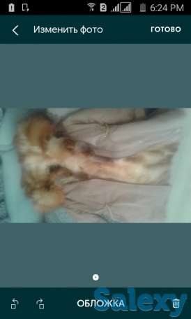 Парка натуральная, фотография 1