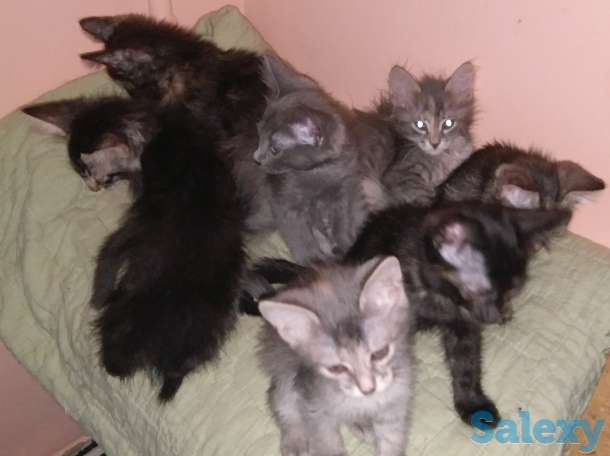 Отдадим котят в хорошие руки, фотография 4