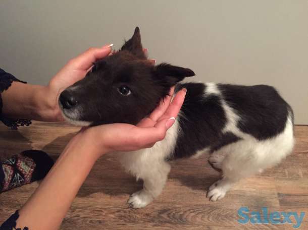 Отдам щенка в хорошие руки!, фотография 4