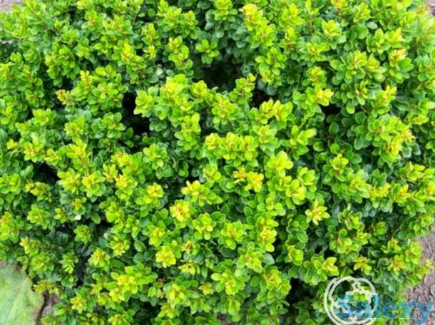 Барбарис кобольд, фотография 1