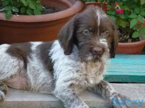 Дратхаара щенки продаются, фотография 1