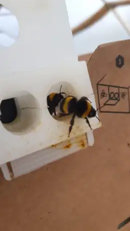 Шмелиная семья БиоИнновации Стандарт. Для опыления растений., фотография 8