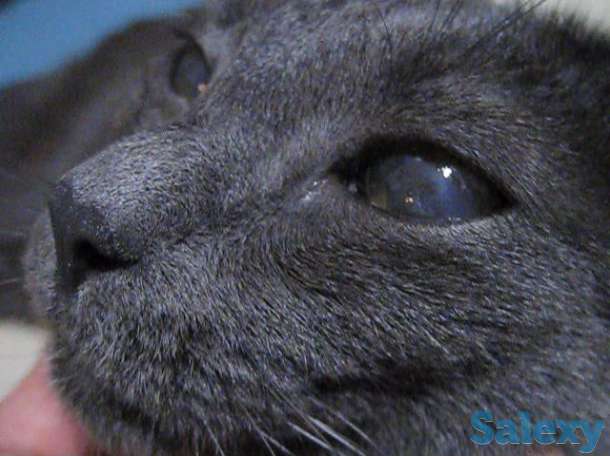 Кличка кота Нешик порода Русская голубая, фотография 3