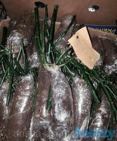 Саженец розы (мини). Сербия, фотография 3