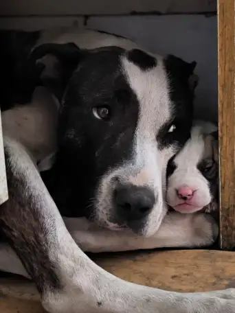 Щенки Тобет САО и Питбуль, фотография 5