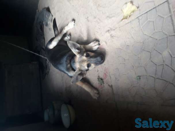 ОТдам щенка в хорошие руки, фотография 3