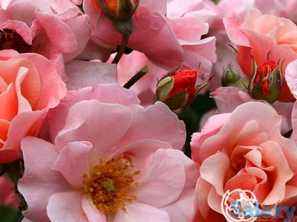 Роза клер матин, мейян, фотография 1