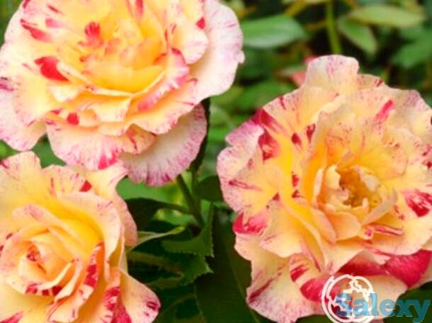 Роза камиль писсарро флорибунда, дельбар, фотография 1