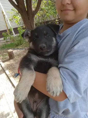 Продам щенков восточно-европейской овчарки, фотография 4