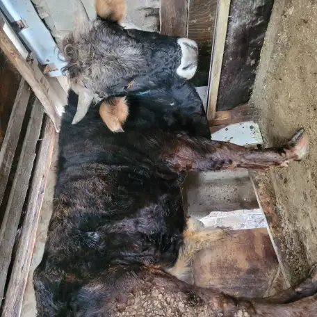 Продам скот, фотография 1