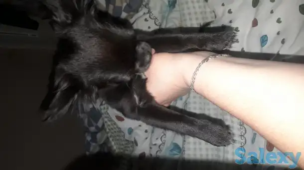 Чихуа щенок девочка, фотография 2