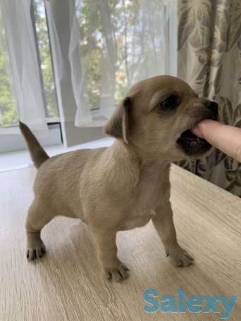 Чистопородные щенки чихуахуа, фотография 2