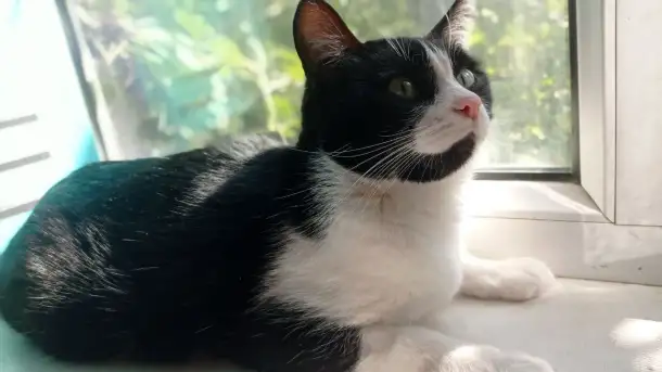 Кошечка в дар, фотография 1