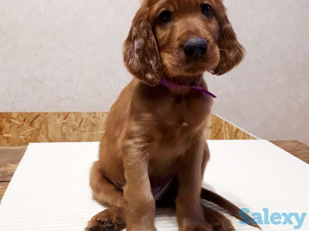 Щенки ирландского сеттера, фотография 6