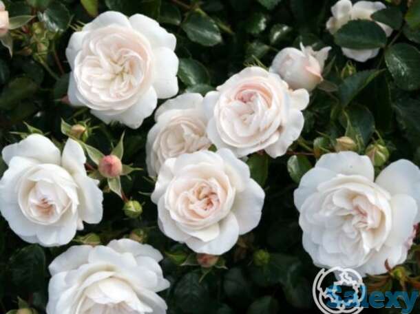 Роза Цитадель почвопокровная, фотография 1