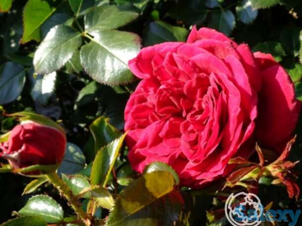 Роза републик де монмарт, дельбар, фотография 1