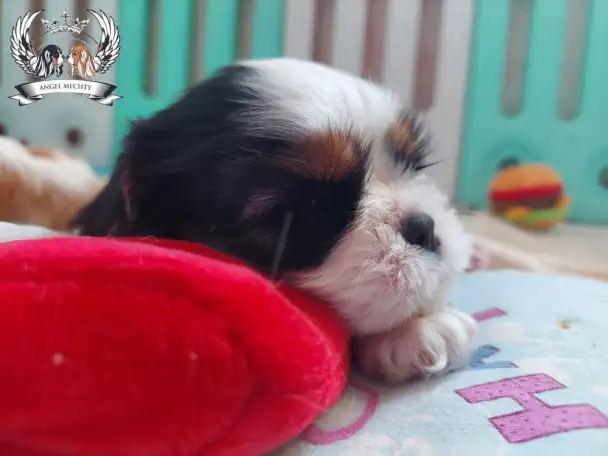 Профессиональный питомник ANGEL MECHTY., фотография 13