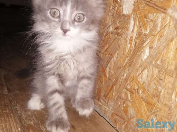 Отдам котят в хорошие руки, фотография 3