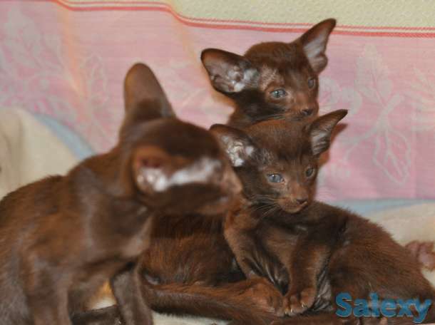 Ориентальные котята, фотография 6