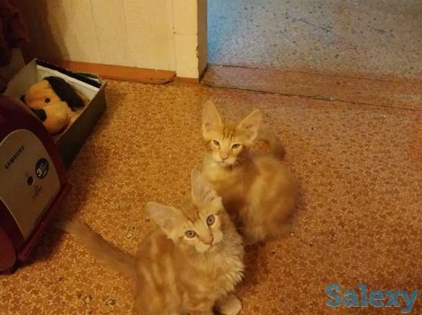 Котята. Мэйн Кун. Мейн Кун. Мейнкун. Мэйнкун., фотография 4