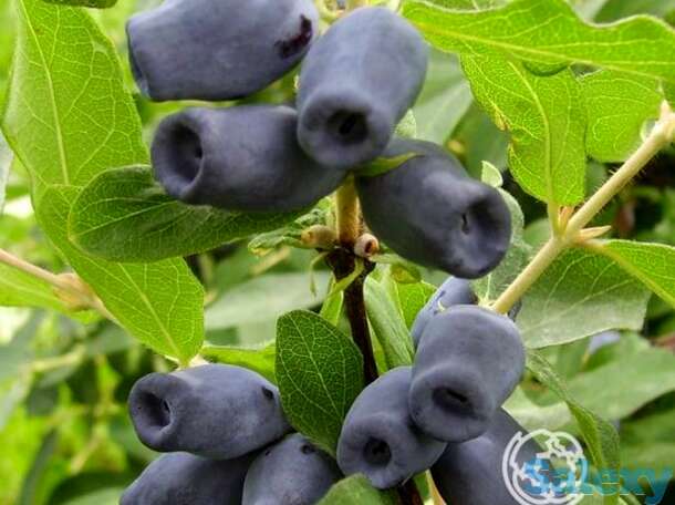 Жимолость Кувшиновидная, фотография 1