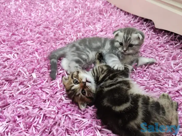Продаются шотландские вислоухие котята, фотография 4