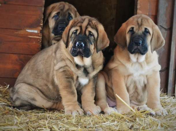 Щенки испанского мастифа, фотография 4