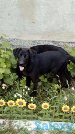 Порода веймаранер, фотография 1