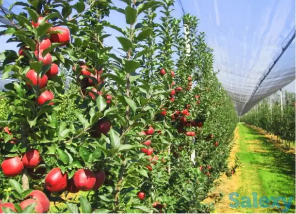 Антиградовая сетка для яблок, винограда и других культур, фотография 1