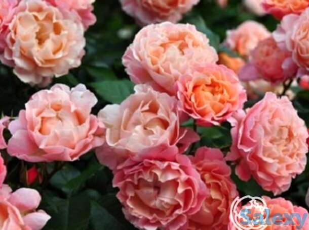 Роза мари кюри, мейян, фотография 1