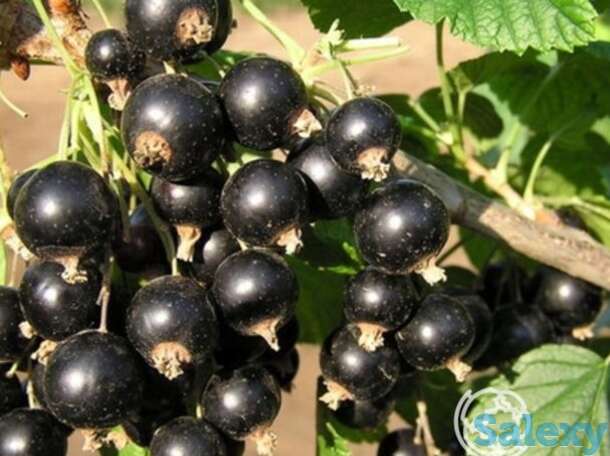 Смородина Оджебин черная, фотография 1