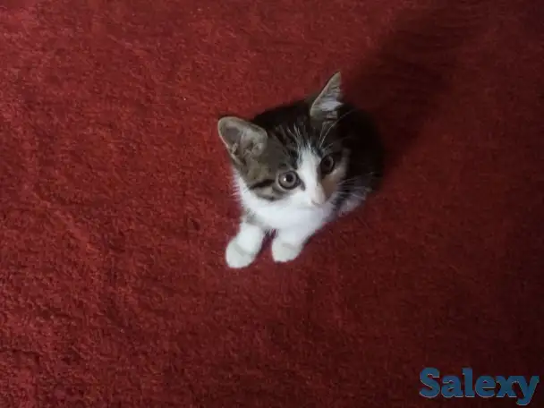 Отдам котенка в добрые руки, фотография 2