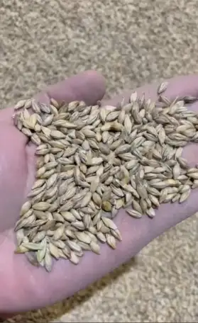 Ячмень, фотография 2