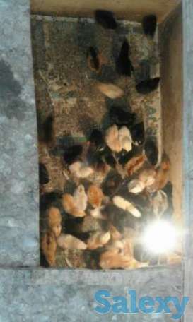 Балапандар сатылады, фотография 1