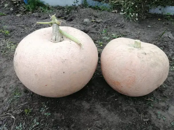 продам тыква дачная, фотография 2