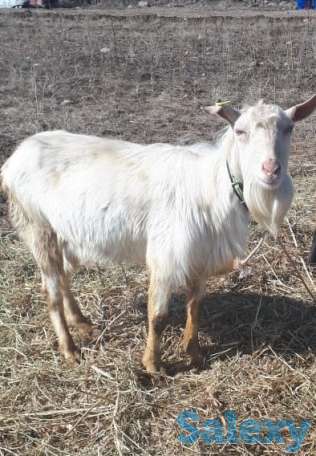 Осеменение. Молочные породы. Козы., фотография 6