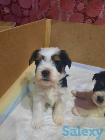 Щенки мини Бивер Йорка, фотография 3