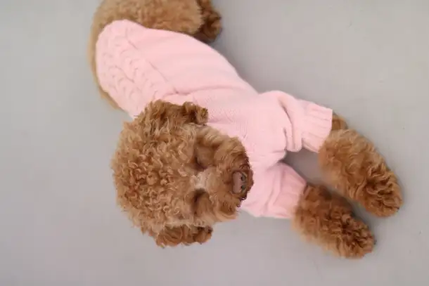 Производитель одежды и аксессуаров для животных TM Dogs Bomba приглашает к сотрудничеству, фотография 4