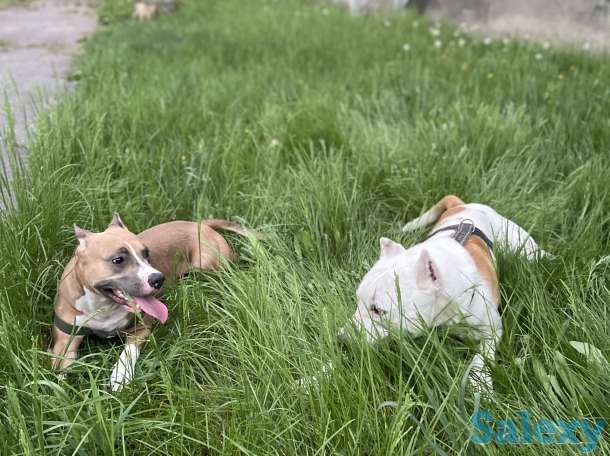 Стаффордширский терьер (стаффорд), фотография 10