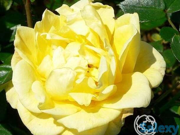 Роза дорола миниатюрная, топалович, фотография 1