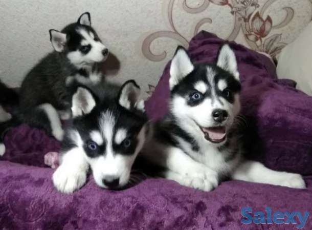 Продаются чистокровные Милые щенки Сибирских Хаски Всего 35000тг, фотография 1